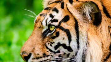 tygr_sumatersky_zoo