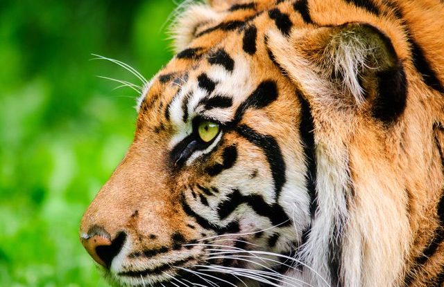 tygr_sumatersky_zoo