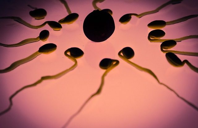 spermie-vajicko-umele-oplodneni
