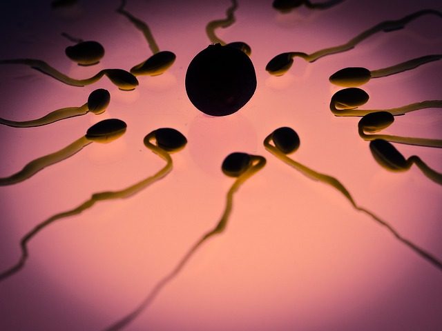 spermie-vajicko-umele-oplodneni