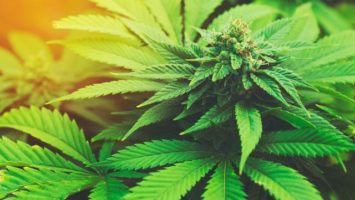 lecebne-konopi-je-financne-nedostupne-marihuana-640