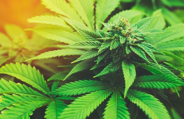 lecebne-konopi-je-financne-nedostupne-marihuana-640
