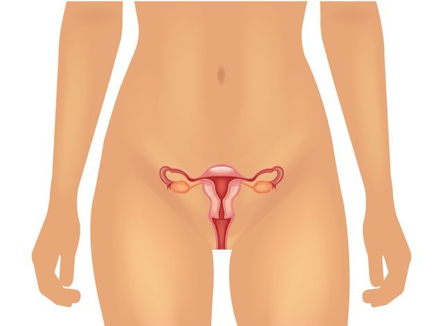 Transplantace dělohy, ženské pohlavní orgány
