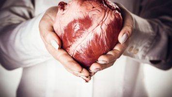 Transplantace orgánů, srdce