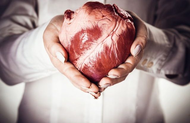 Transplantace orgánů, srdce