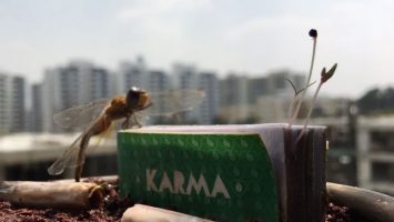 Mohou růst stromy z cigaretových filtrů