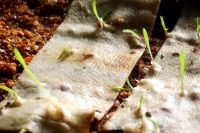 Mohou růst stromy z cigaretových filtrů