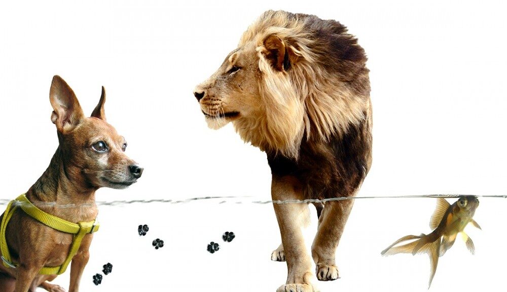 KOLÁŽ: Z říše zvířat