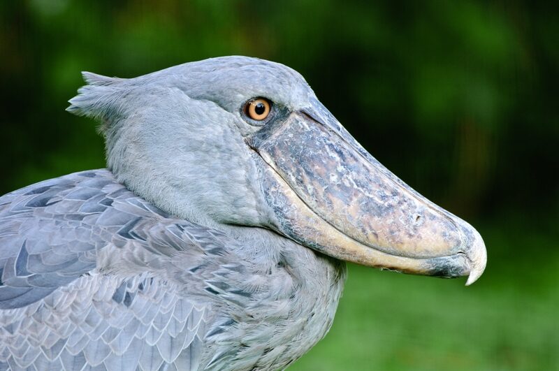 FOTO: Člunozobec africký ve volné přírodě
