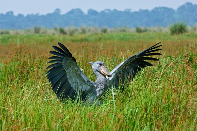 FOTO: Člunozobec africký ve volné přírodě