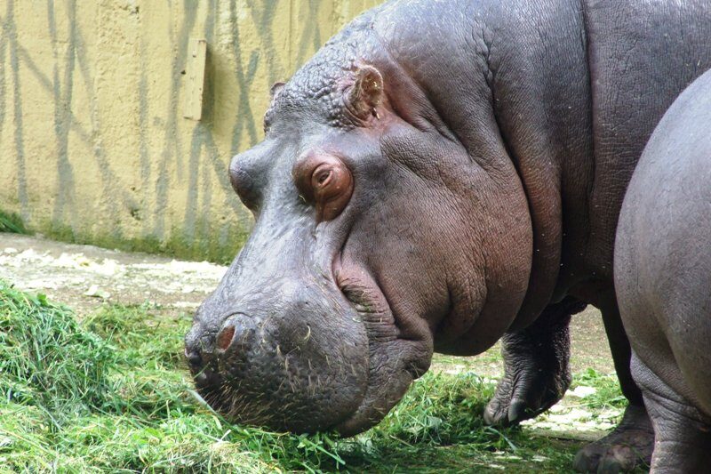 FOTO: Hroch obojživelný