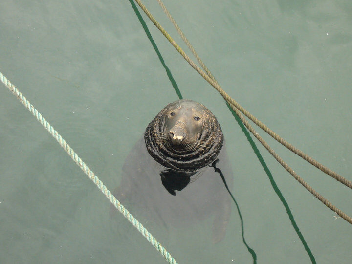 Foto: Lvoun v přístavu Howth