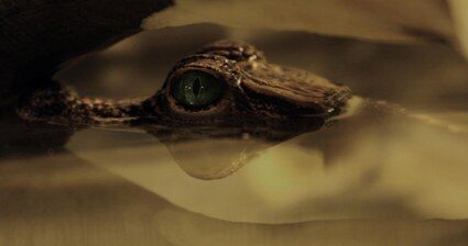 Foto: Za exotickými zvířaty do Olympie, Zdroj: sangri-la.cz