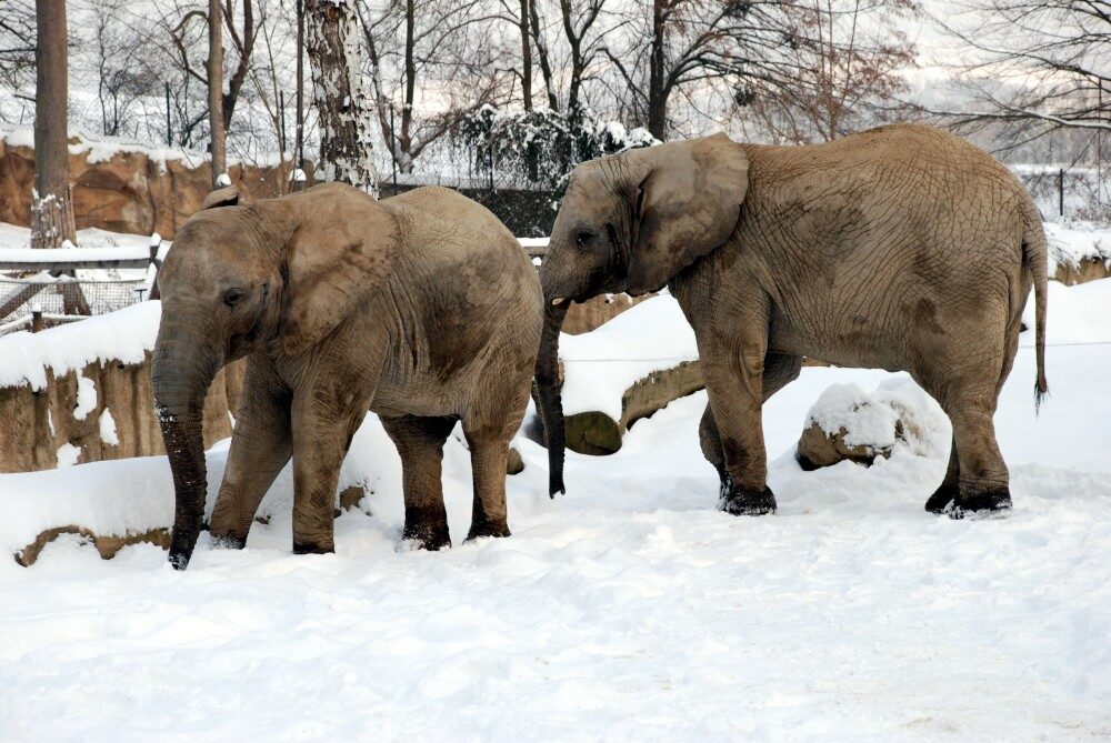 FOTO: Slonice v ZOO
