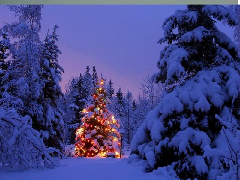 foto Vánoční strom