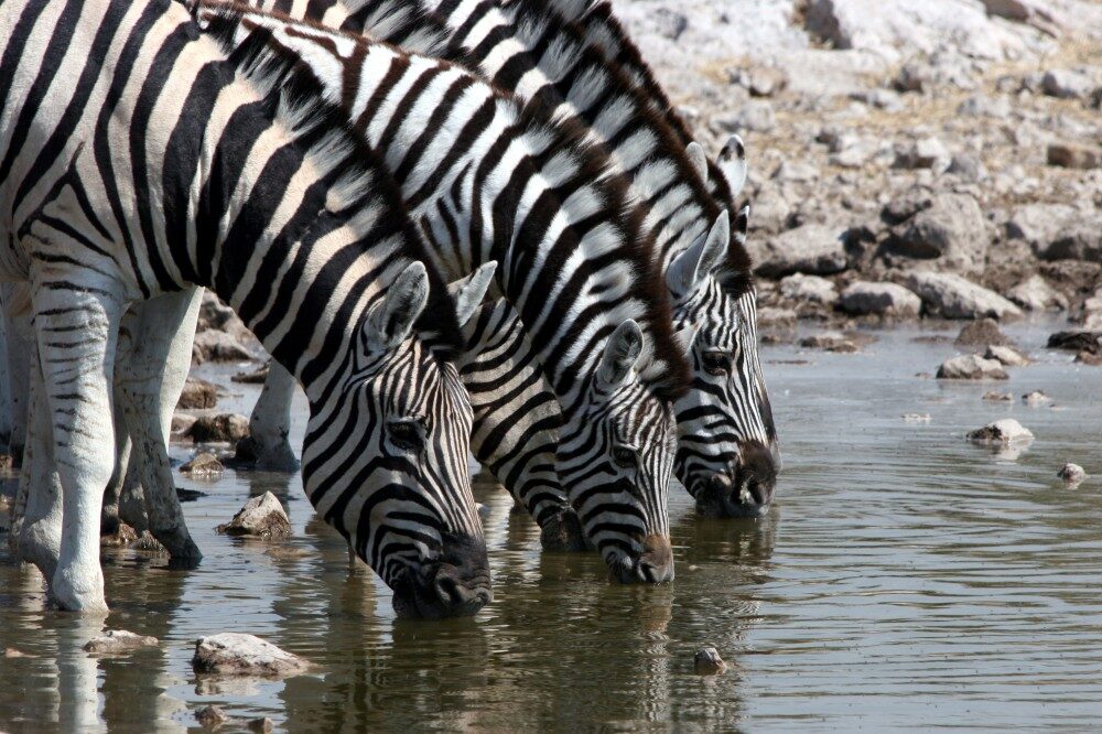 FOTO: Národní park Etosha
