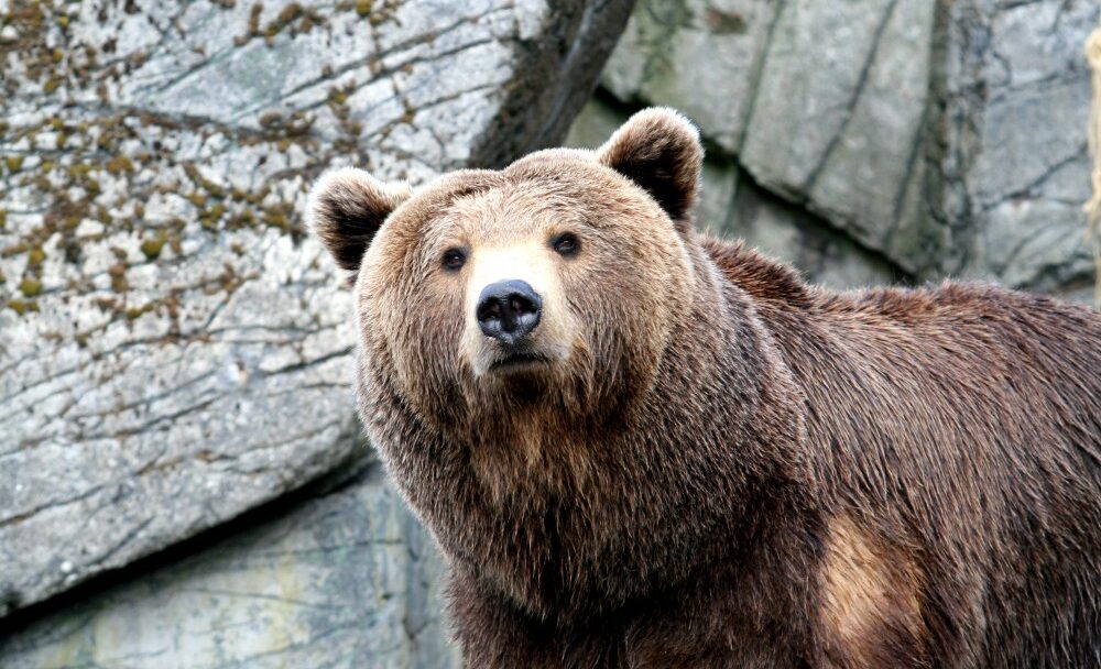 FOTO:Medvěd kodiak