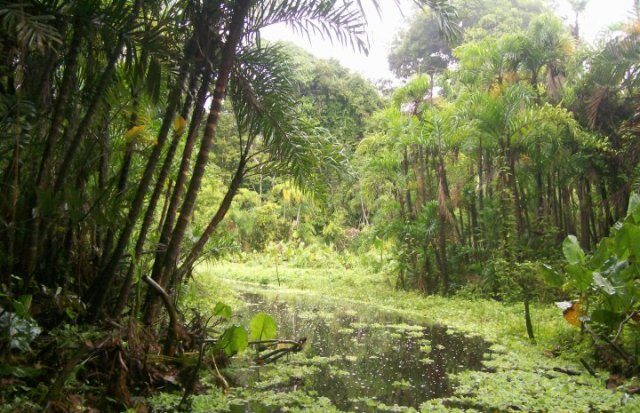 FOTO: Oblast řeky Amazonky - Amazonie