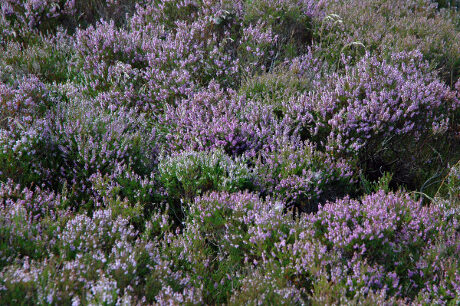 FOTO: Yorkshire moors