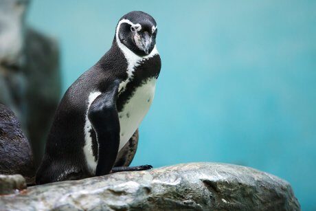 FOTO: Krmení tučňáků Humboldtových