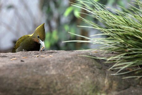 FOTO: Krmení ptáků v pavilonu Sečuán