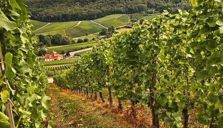 FOTO: Portugalská vinice