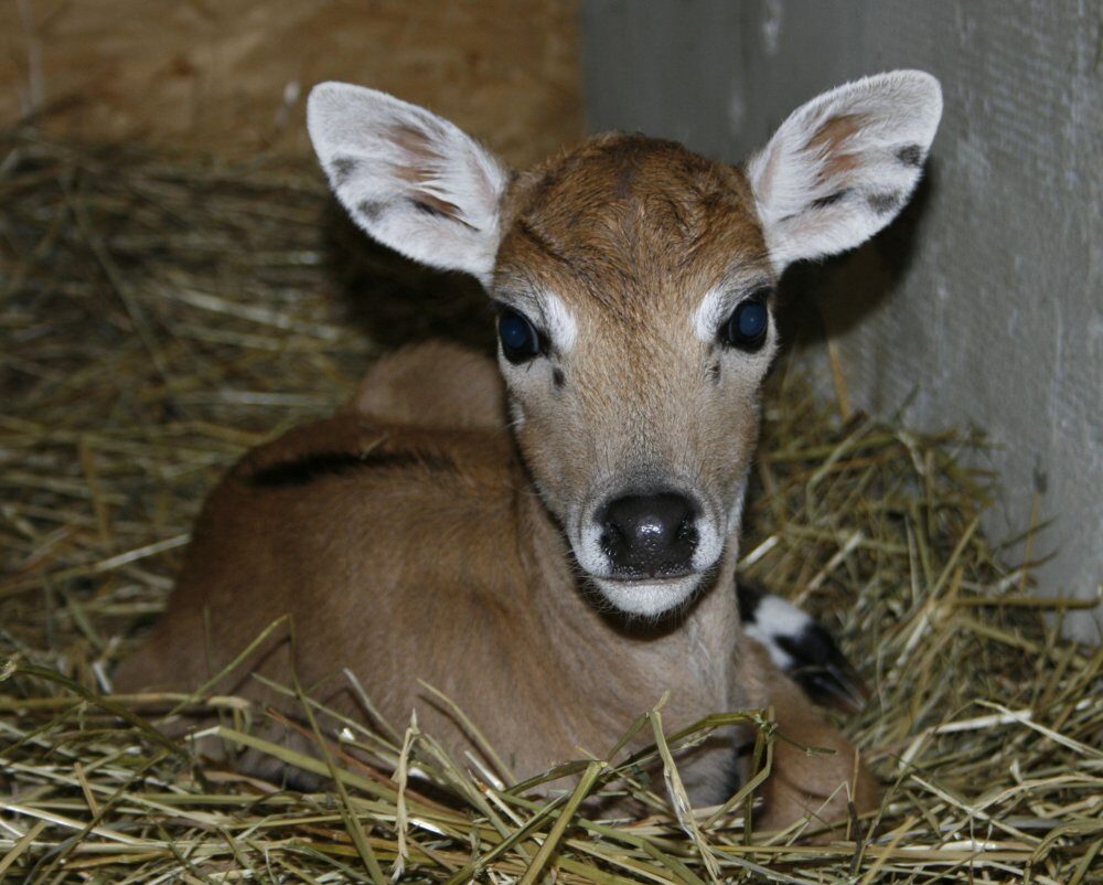FOTO: Mládě antilopy