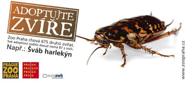 FOTO: Adoptujte zvíře-šváb harlekýn,