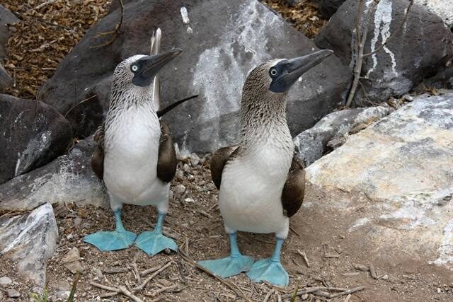 FOTO: Galapágy, terej modronohý