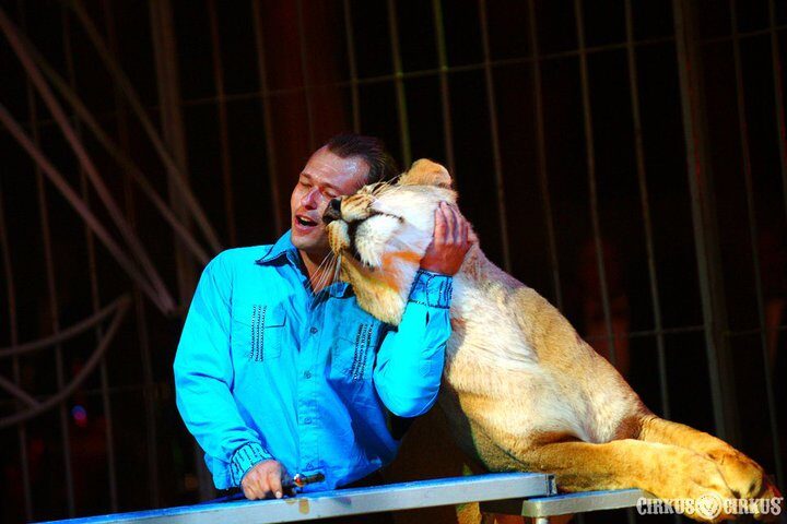 FOTO: Tomáš Ringel drezuruje lvice