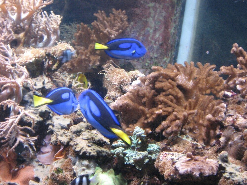 Exotiku naleznete i v obřím akváriu v Brightonu, foto: Denisa Preissová