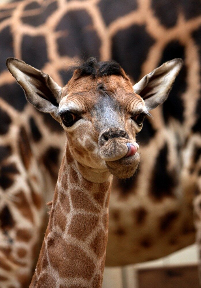 FOTO: mládě žirafy rothschildovy