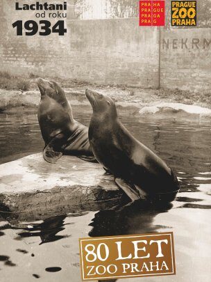 FOTO: 80 let Zoo Praha, lachtani