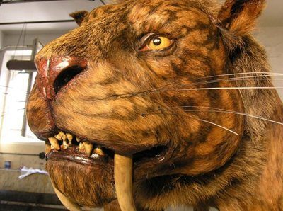 FOTO: Tygr šavlozubý v životní velikosti