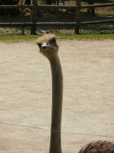 FOTO: V Zoo Praha se bude soutěžit o pštrosí vejce