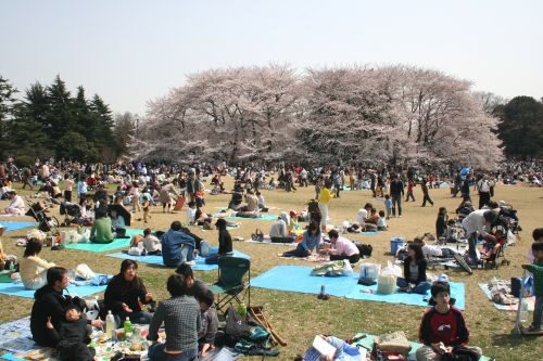 FOTO: Japonský piknik
