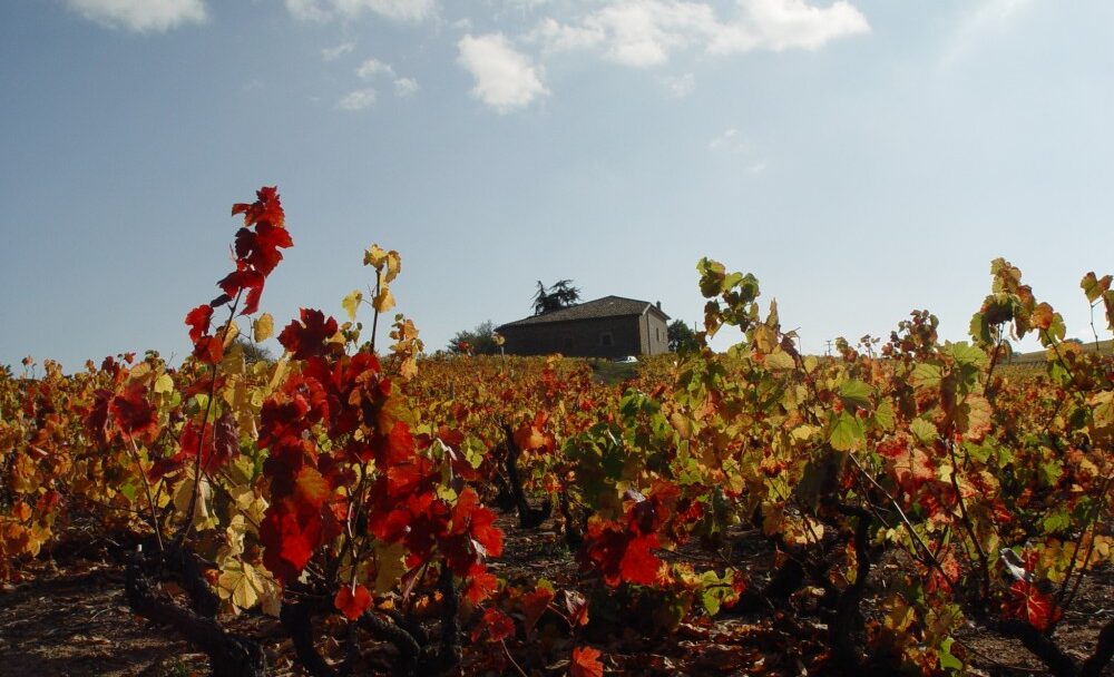 FOTO: Krajina Beaujolais - vinice