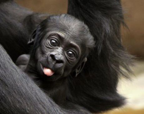 FOTO: Zoo Praha, gorily (Kiburi)