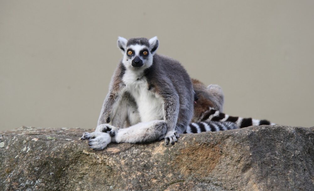 FOTO: lemur kata