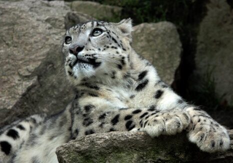 Mládě levharta sněžného, Zdroj: zooliberec.cz