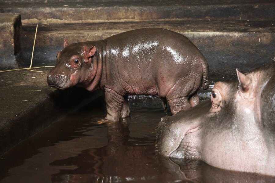 FOTO: Mládě hrocha obojživelného