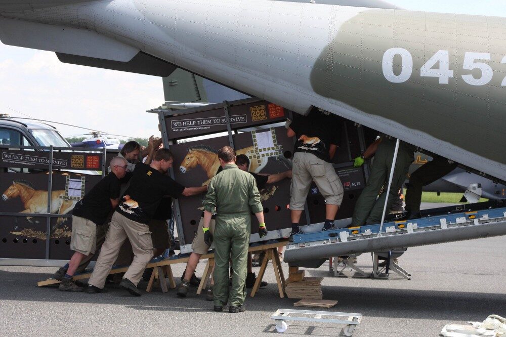 FOTO: nakládání koně do letadla