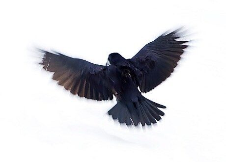 OBR.: raven