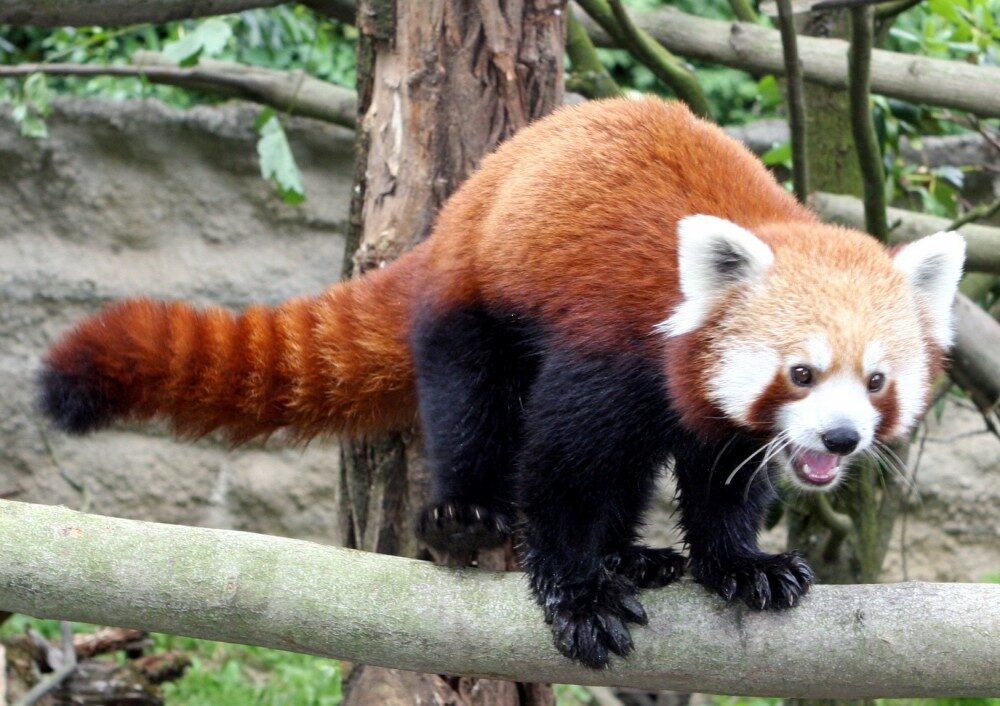 FOTO: Panda červená