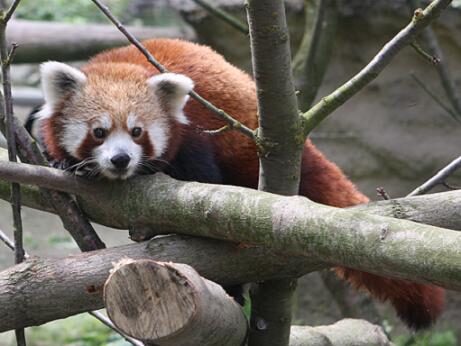 FOTO: Panda červená