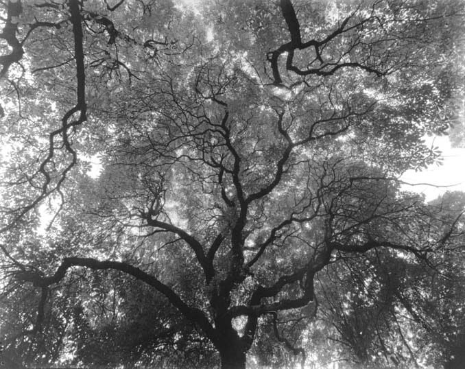 OBR: Josef Sudek - Koruny stromů