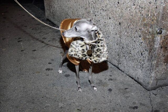 FOTO: Fotografie z výstavy NOW&WOW v Langhans galerii (1)