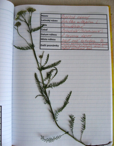 FOTO: Část herbáře - řebříček