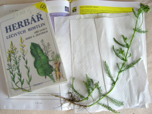 Foto: Řebříček s herbářem