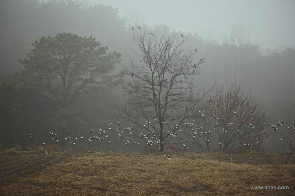 FOTO: Ahae zachytil hejno strak, poslů podzimu